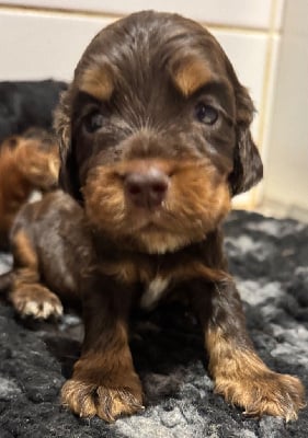 Les chiots de Cocker Spaniel Anglais