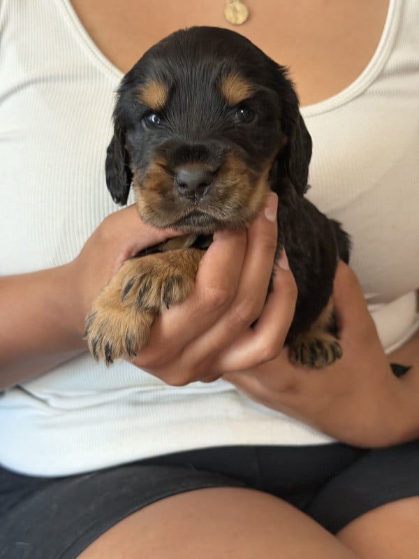 Cocker Spaniel Anglais - de la douce folie