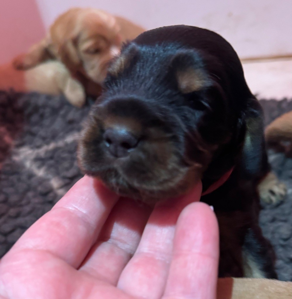 Cocker Spaniel Anglais - de la douce folie