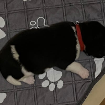 Les chiots de Akita americain