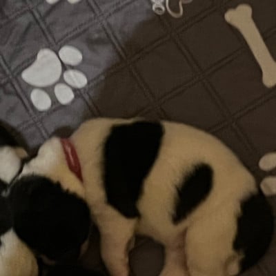Les chiots de Akita americain