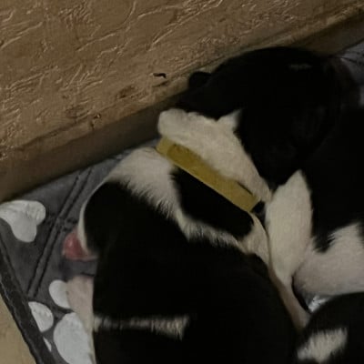 Les chiots de Akita americain