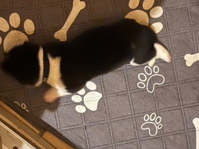 Les chiots de Akita americain