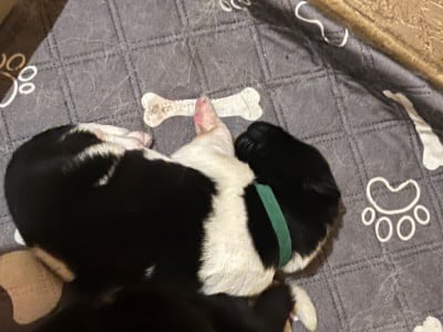 Les chiots de Akita americain