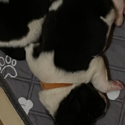 Les chiots de Akita americain
