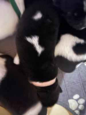 Les chiots de Akita americain