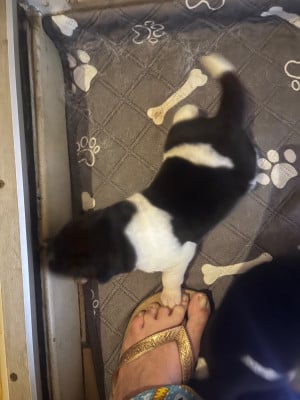 Les chiots de Akita americain