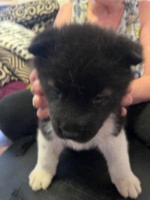 Les chiots de Akita americain