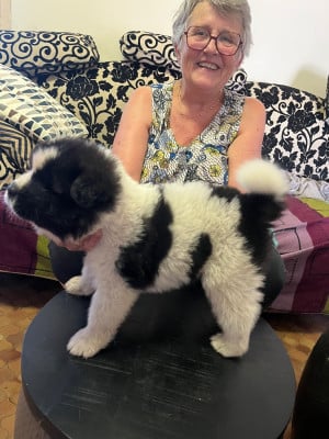 Les chiots de Akita americain