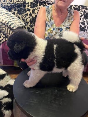 Les chiots de Akita americain