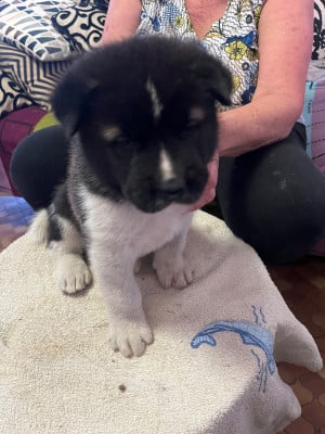 Les chiots de Akita americain