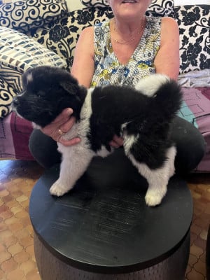 Les chiots de Akita americain
