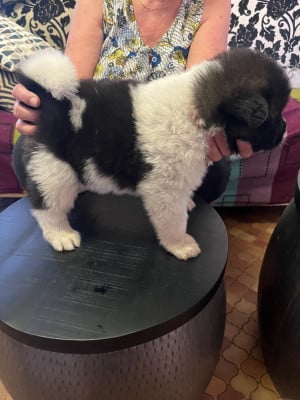 Les chiots de Akita americain