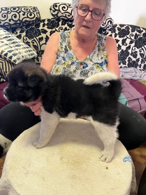 Les chiots de Akita americain