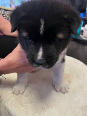 Les chiots de Akita americain