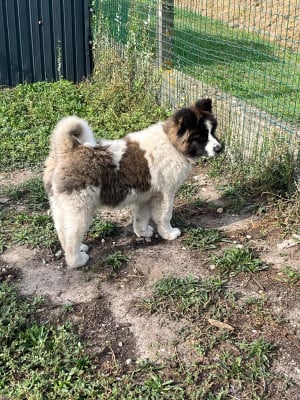 Les chiots de Akita americain