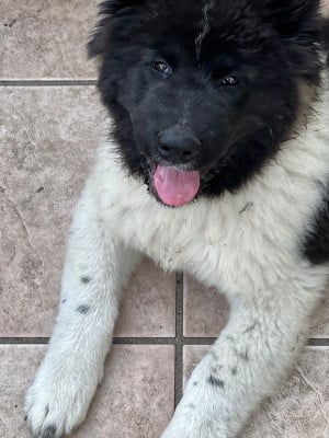 Les chiots de Akita americain