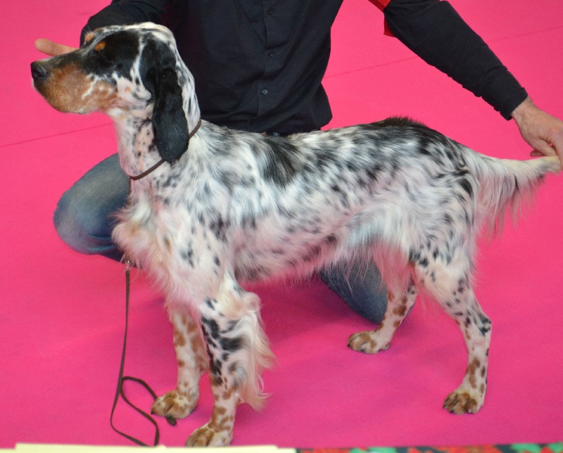 Icône Des Berges De L'illet - 1ère Excellent en Classe Intermédiaire Femelles
