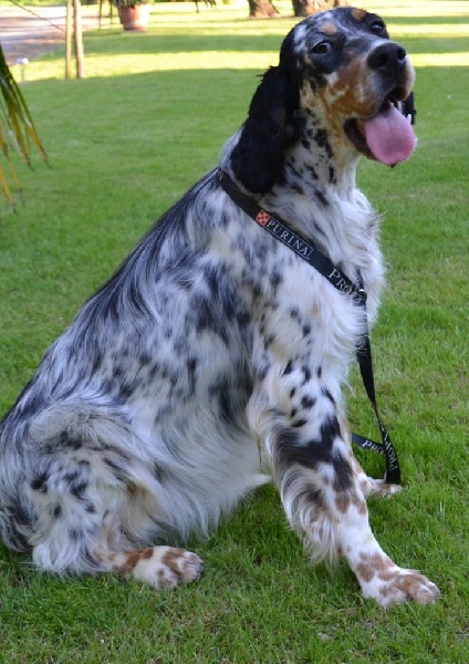 Icône Des Berges De L'illet - 3ème Excellent COF