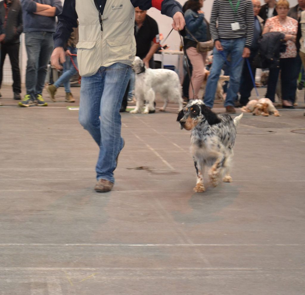 Icône Des Berges De L'illet - 3ème Excellent Classe Ouverte Femelles