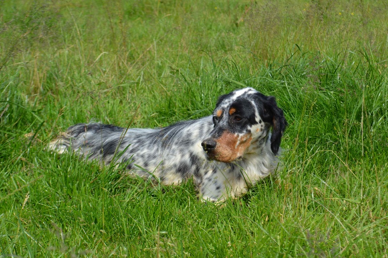 Icône Des Berges De L'illet - TAN