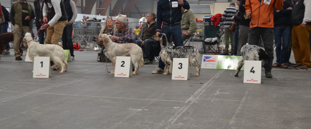 Icône Des Berges De L'illet - 3ème Excellent Classe Ouverte Femelles