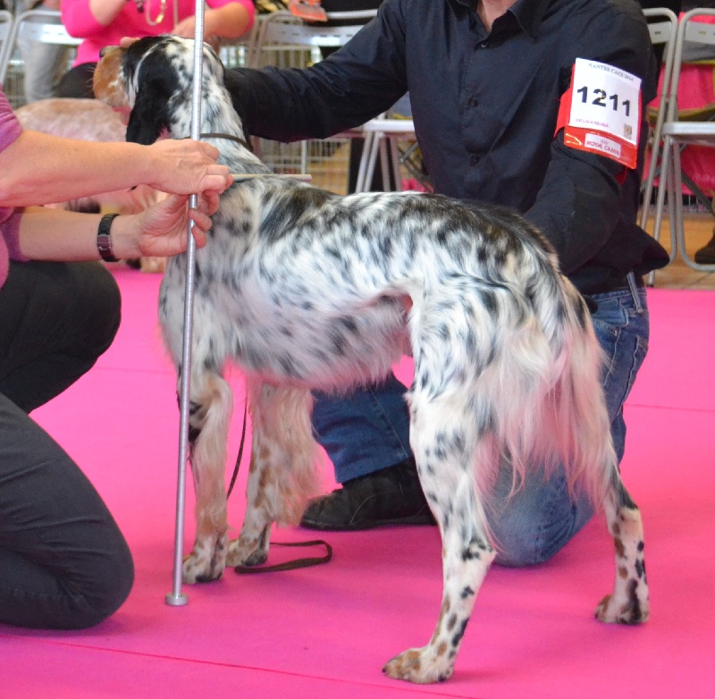 Icône Des Berges De L'illet - 2ème Exc. RCACS Classe Ouverte Femelles