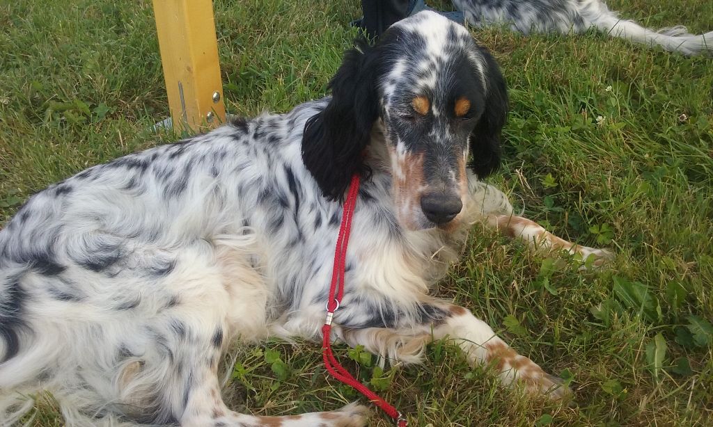 Icône Des Berges De L'illet - Exc. en COF