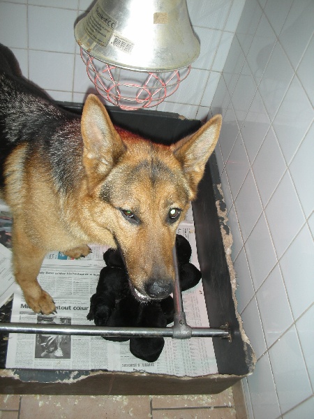 Publication : De l'anneau d'or