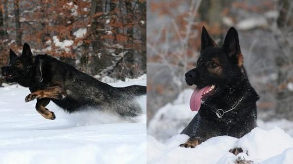 Publication : De l'anneau d'or