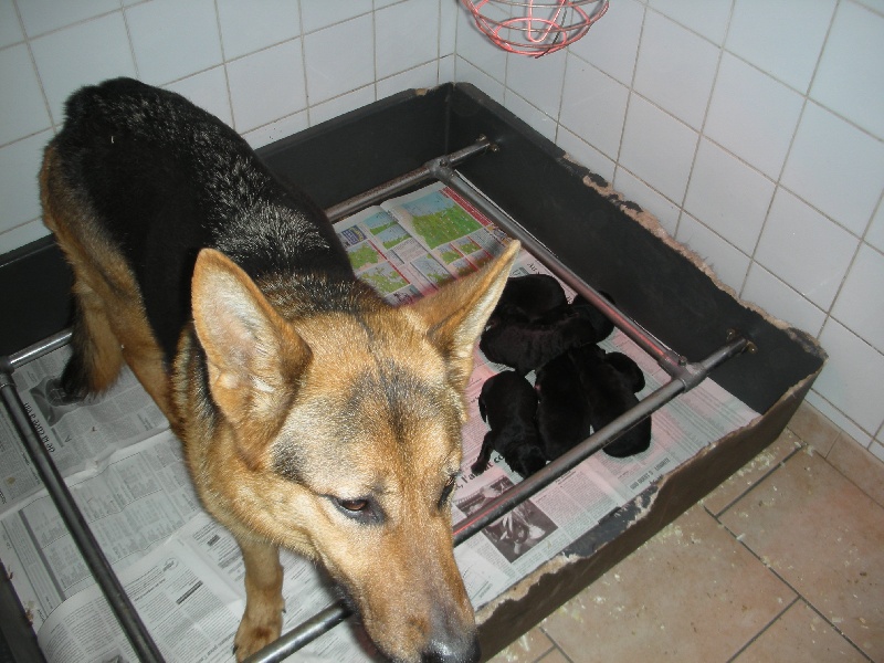 Publication : De l'anneau d'or