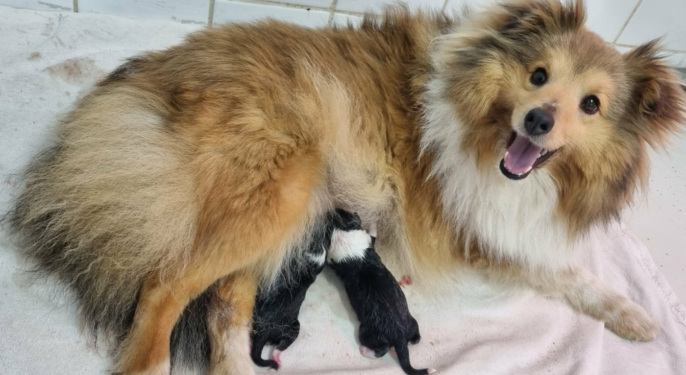 Shetland Sheepdog - Des Shelties De La Rose