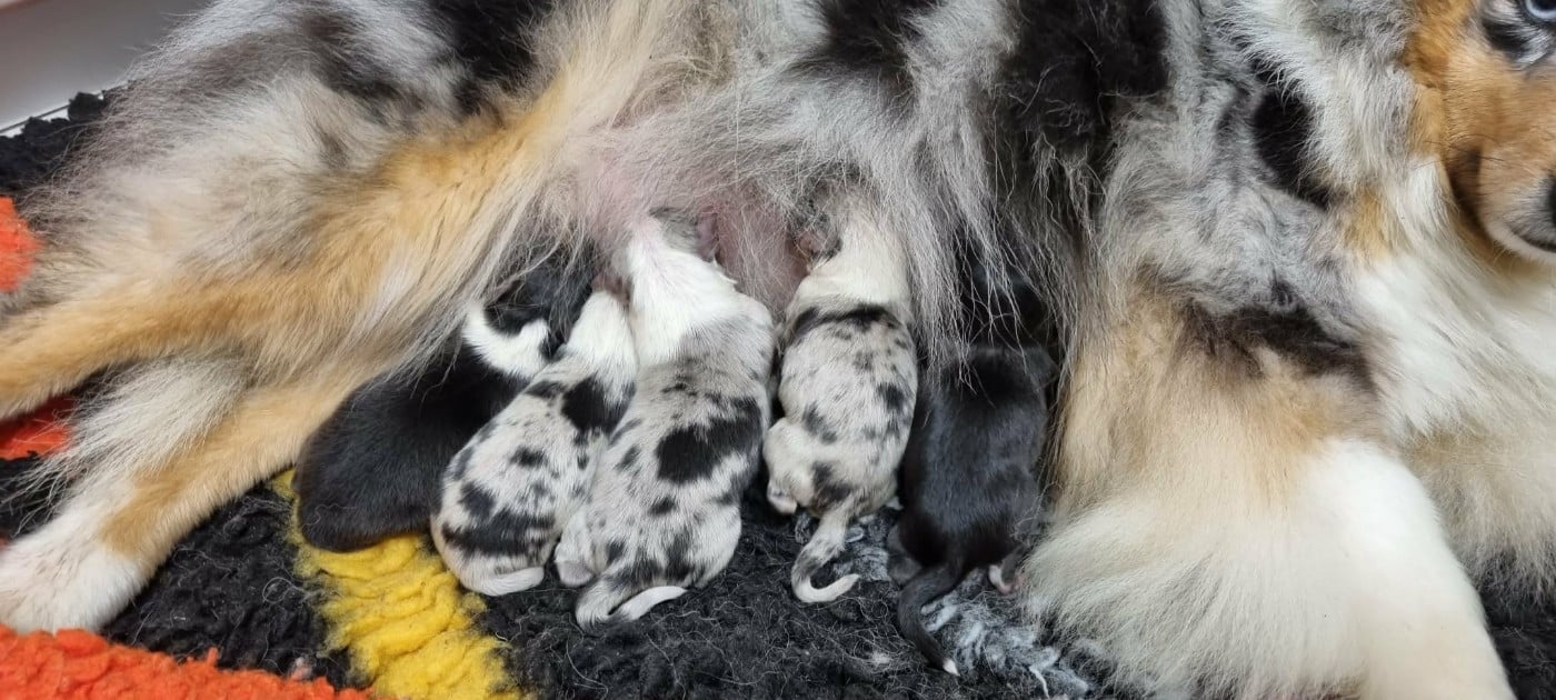 Shetland Sheepdog - Des Shelties De La Rose