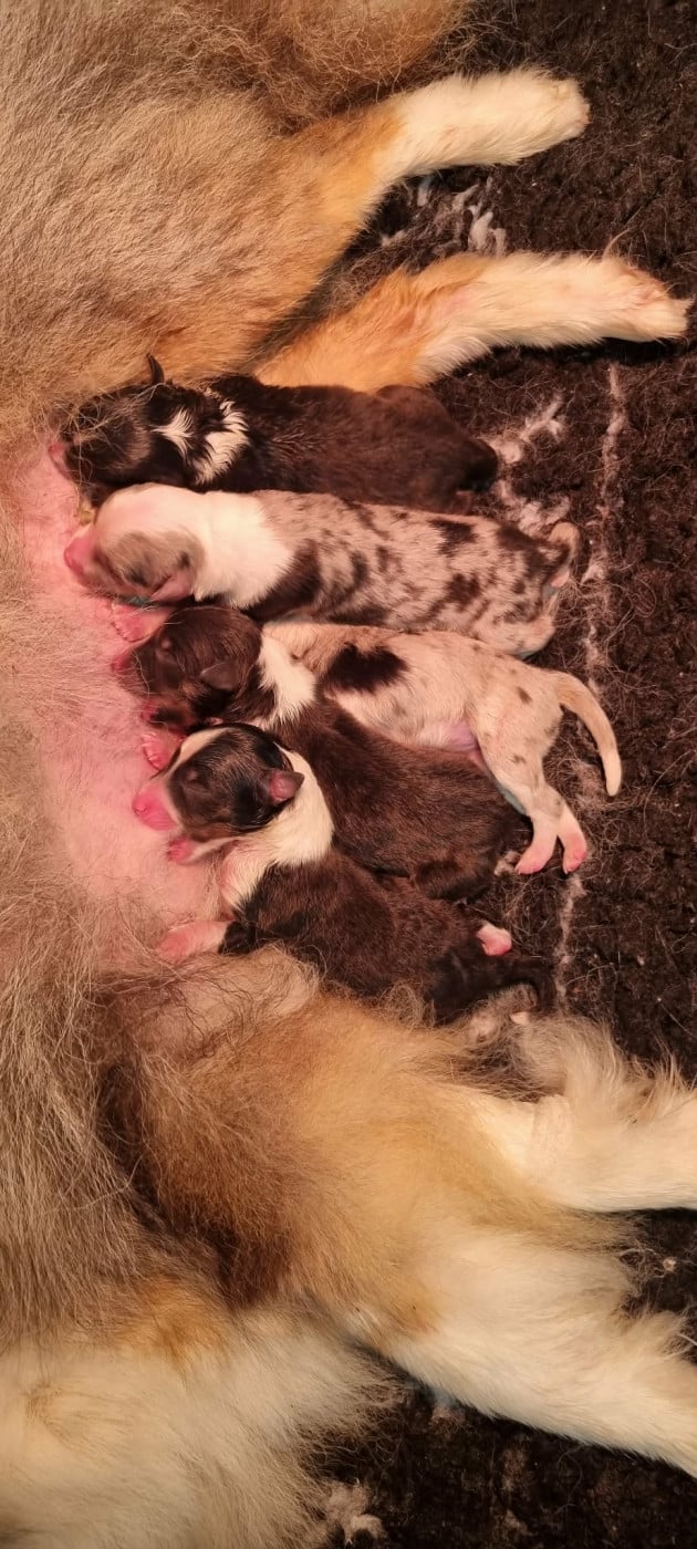 Shetland Sheepdog - Des Shelties De La Rose