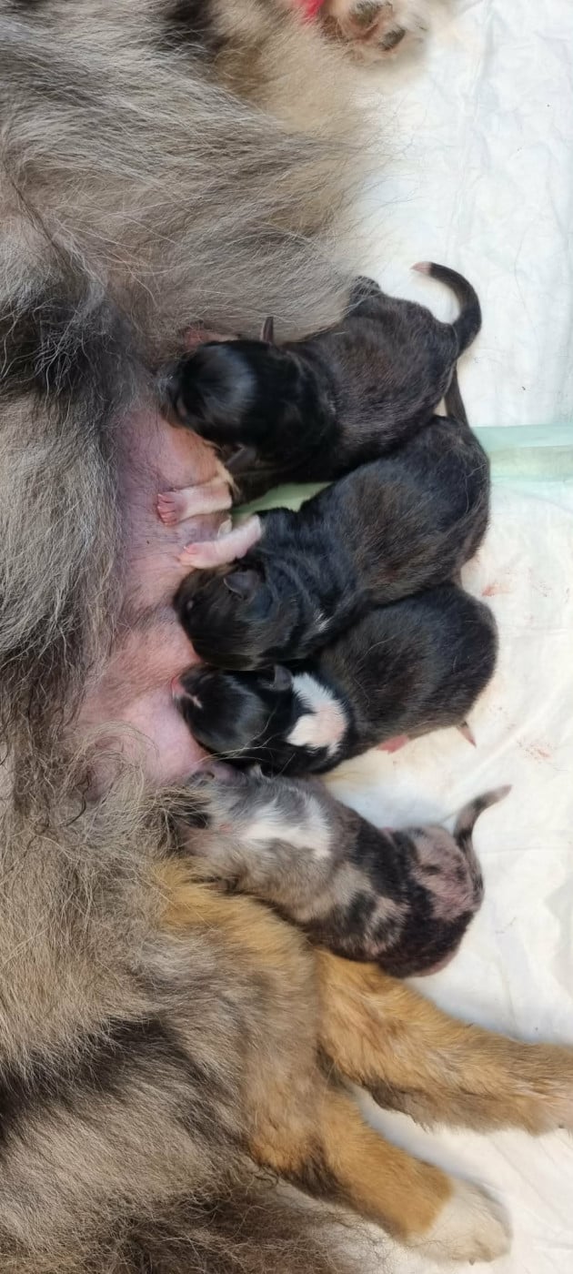 Shetland Sheepdog - Des Shelties De La Rose