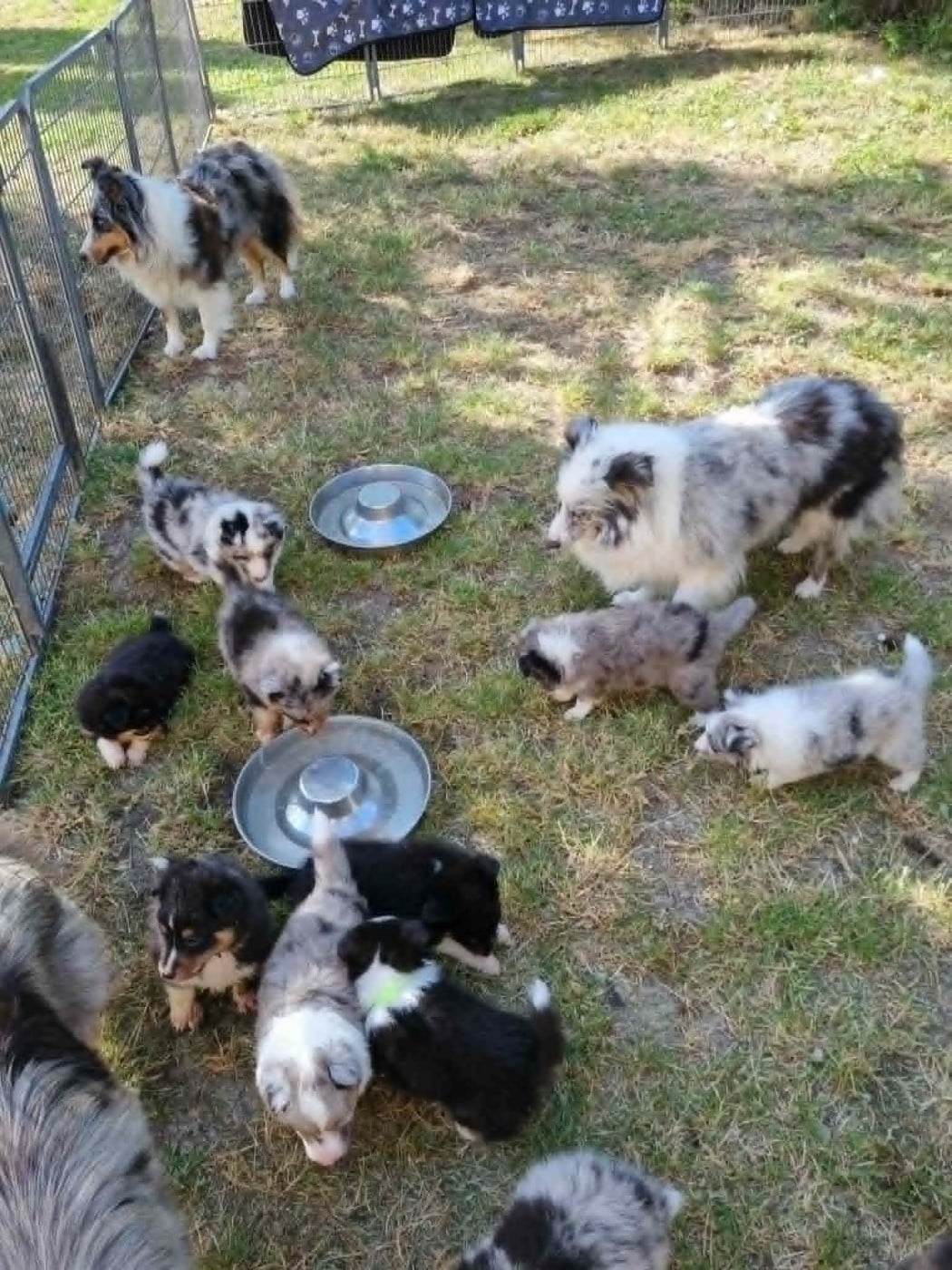 Shetland Sheepdog - Des Shelties De La Rose