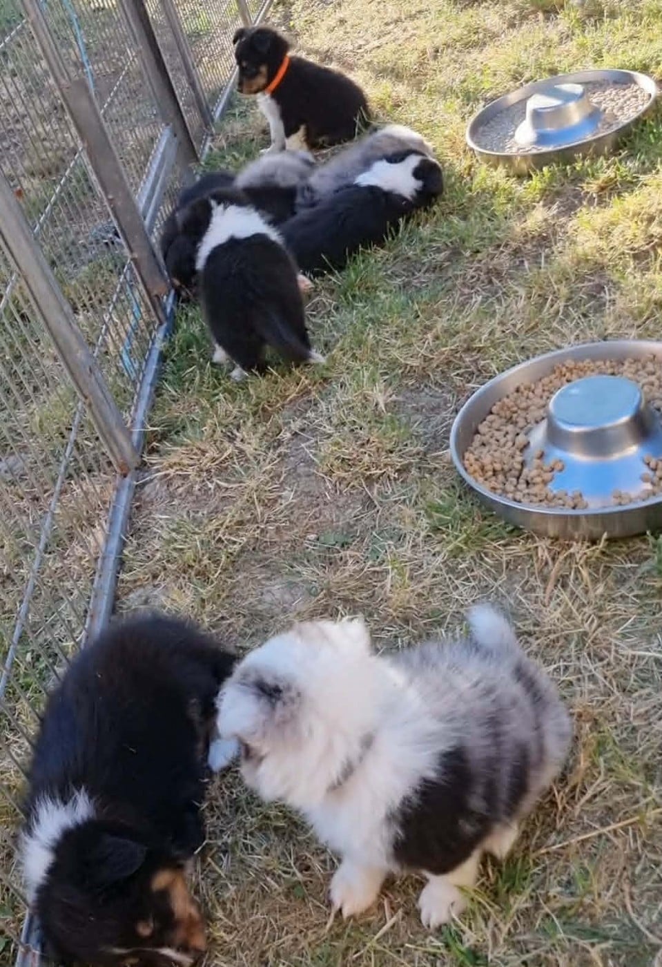 Shetland Sheepdog - Des Shelties De La Rose