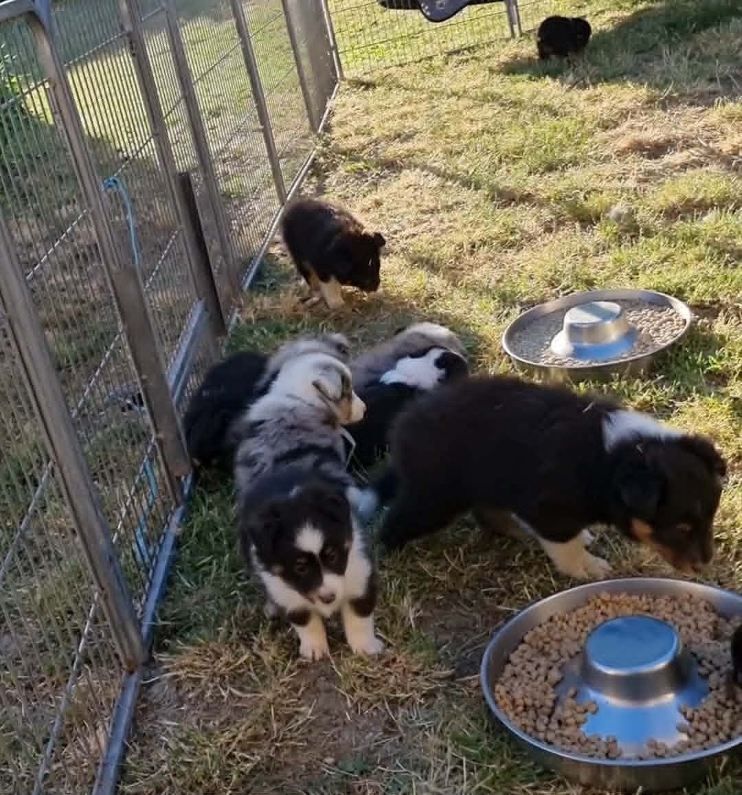 Shetland Sheepdog - Des Shelties De La Rose