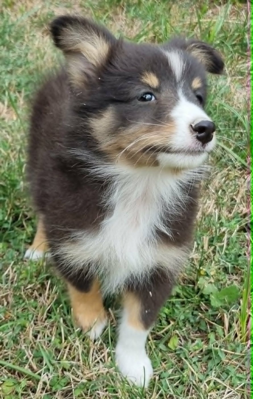 Shetland Sheepdog - Des Shelties De La Rose