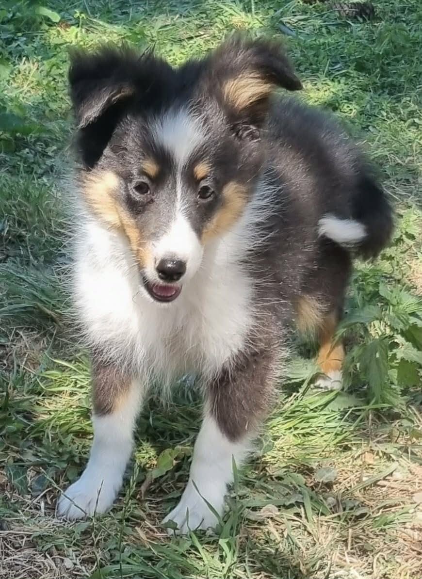 Shetland Sheepdog - Des Shelties De La Rose