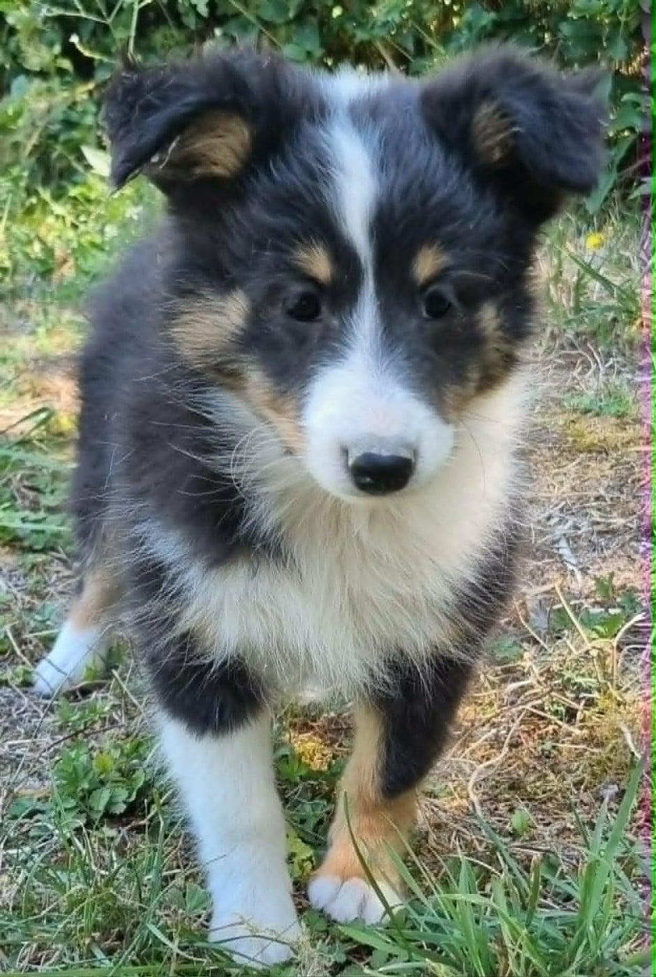 Shetland Sheepdog - Des Shelties De La Rose