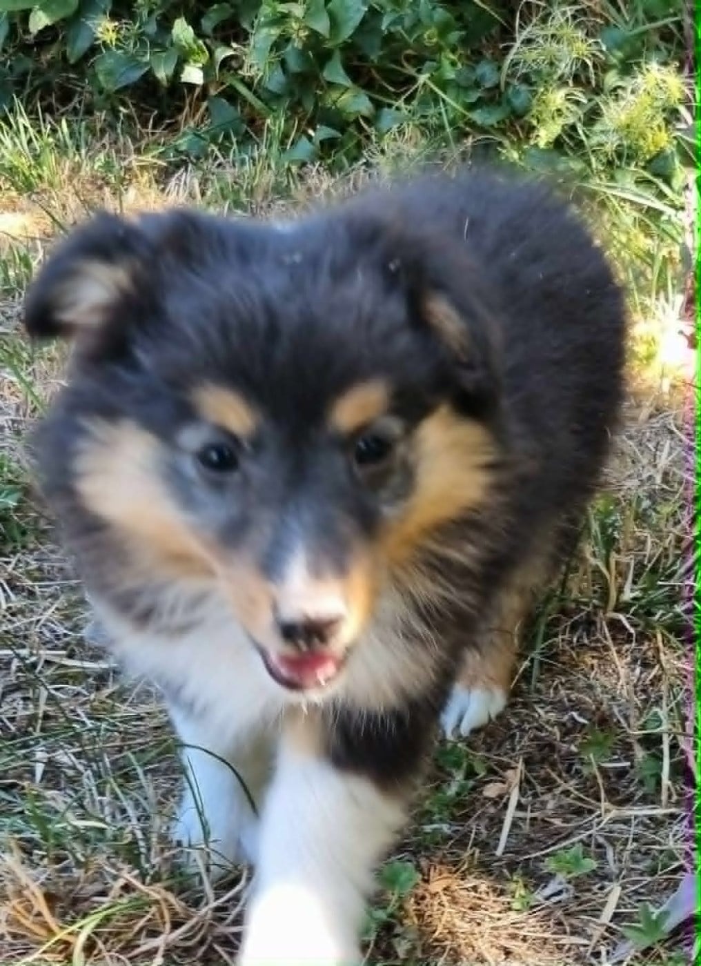 Shetland Sheepdog - Des Shelties De La Rose