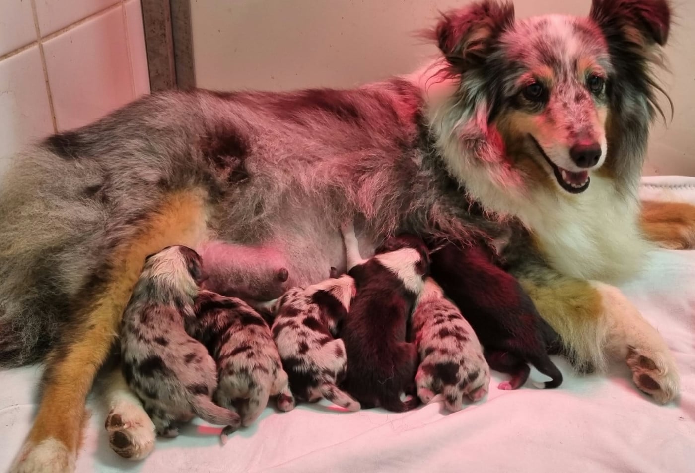 Shetland Sheepdog - Des Shelties De La Rose