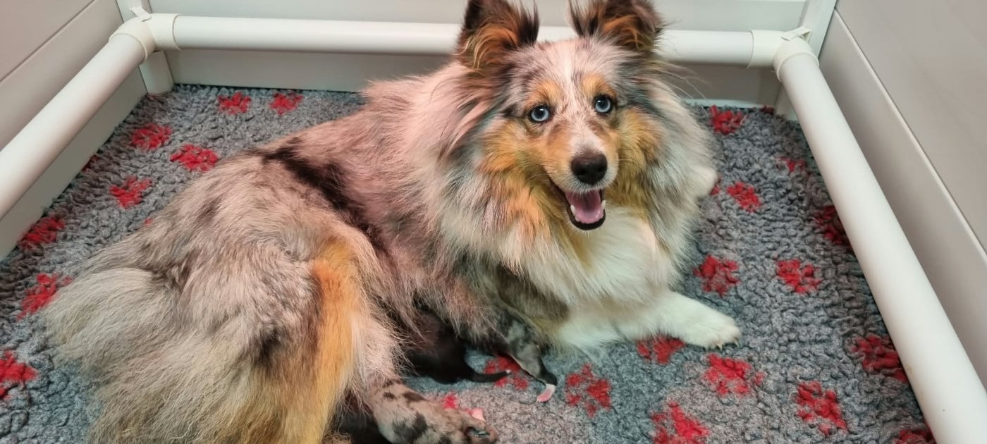 Shetland Sheepdog - Des Shelties De La Rose