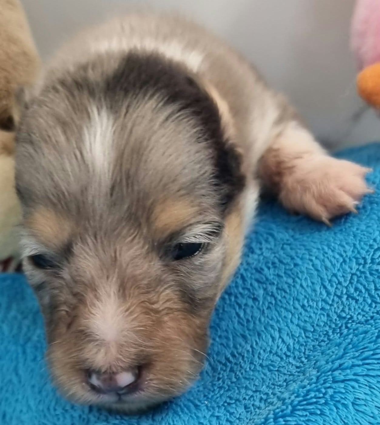 FEMELLE BLEUE MERLE
