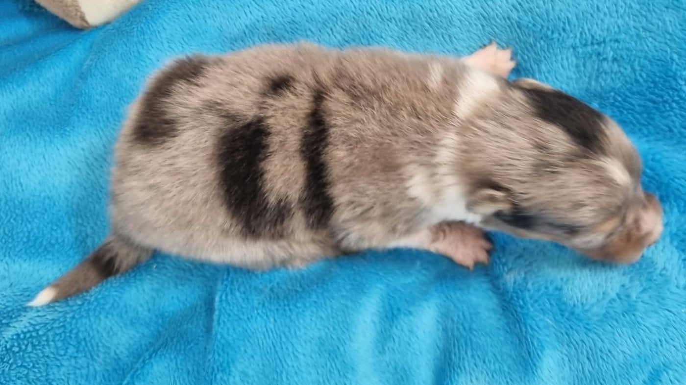 FEMELLE BLEUE MERLE