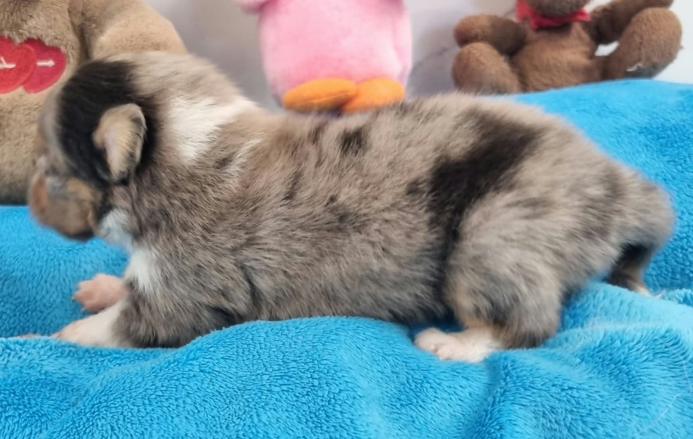 FEMELLE BLEUE MERLE