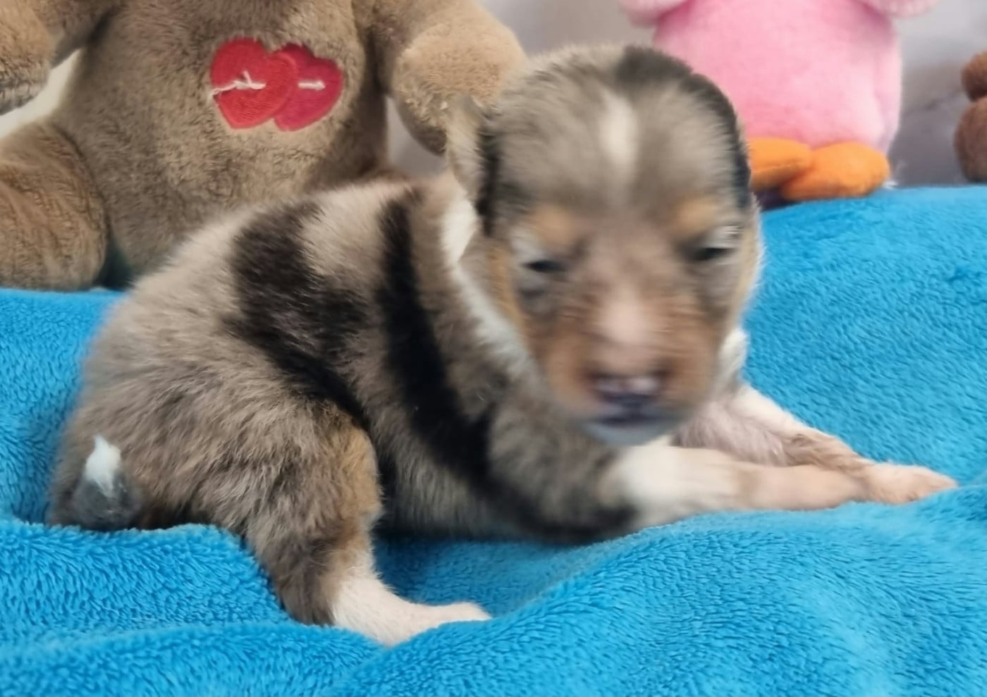 FEMELLE BLEUE MERLE
