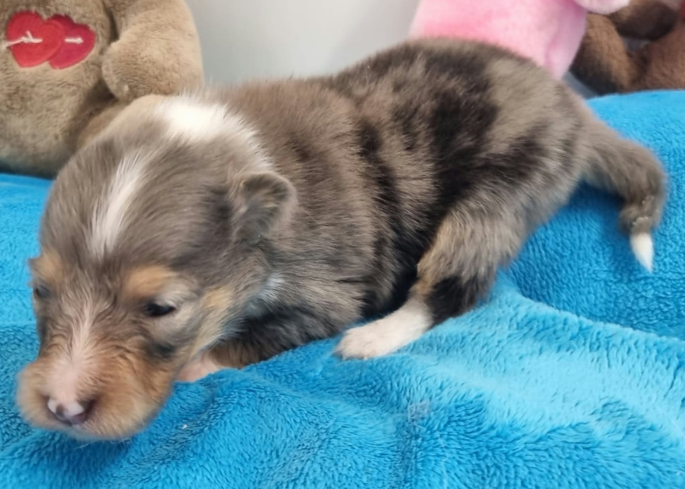 FEMELLE BLEUE MERLE