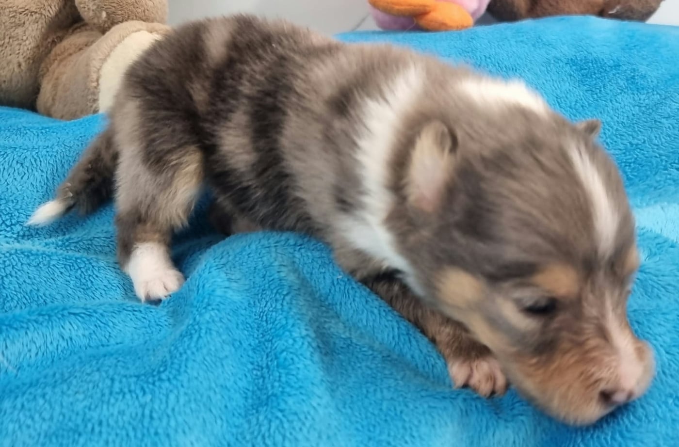 FEMELLE BLEUE MERLE